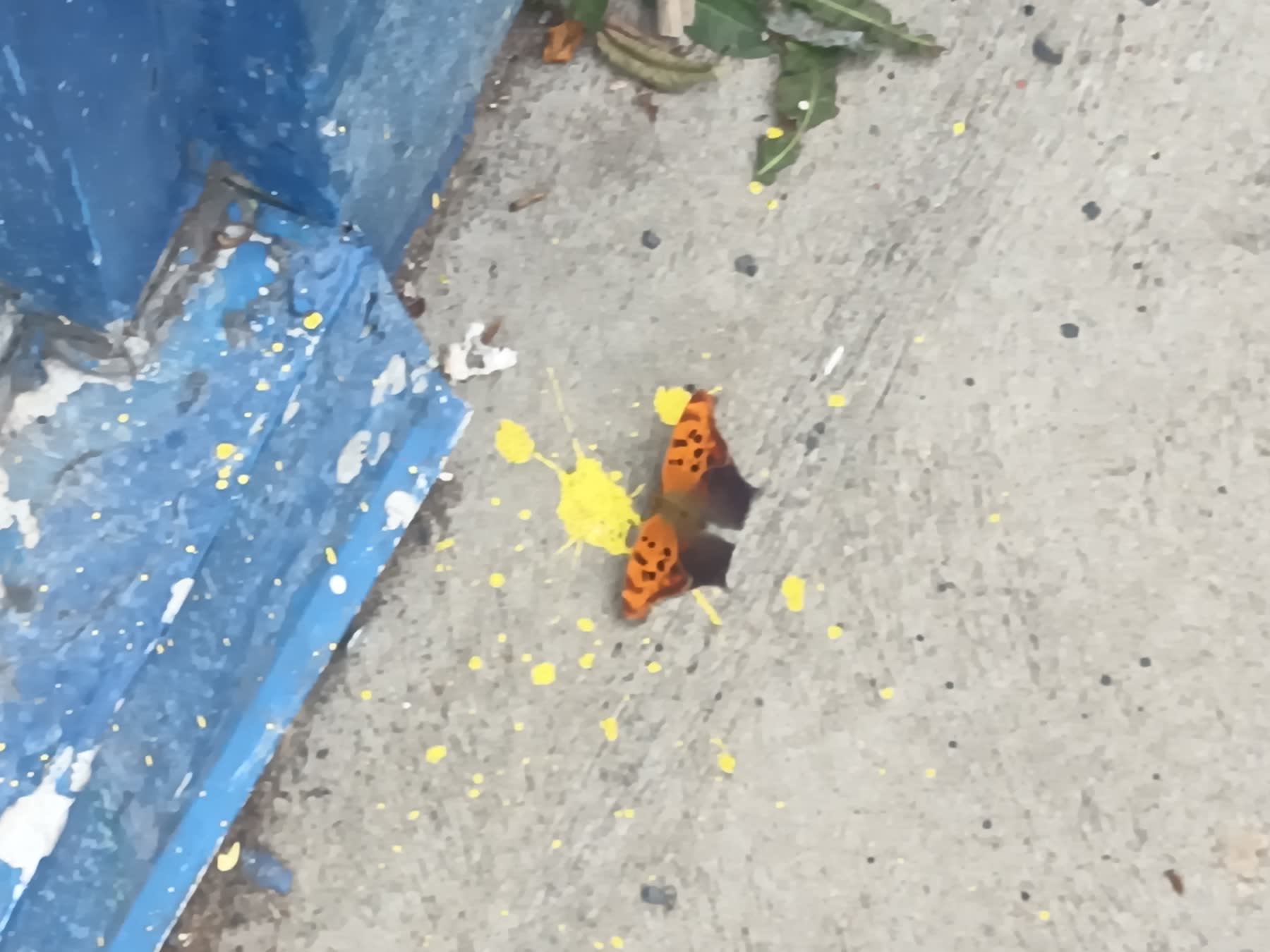 A comma butterfly resting on grey pavement beside a splash of yellow paint, next to a blue-painted board